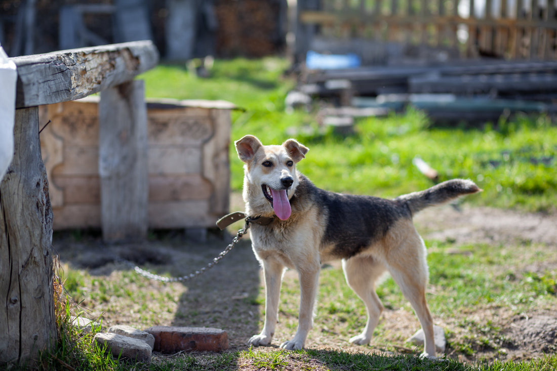 Creating the Perfect Dog House: A Cozy Haven for Your Furry Friend