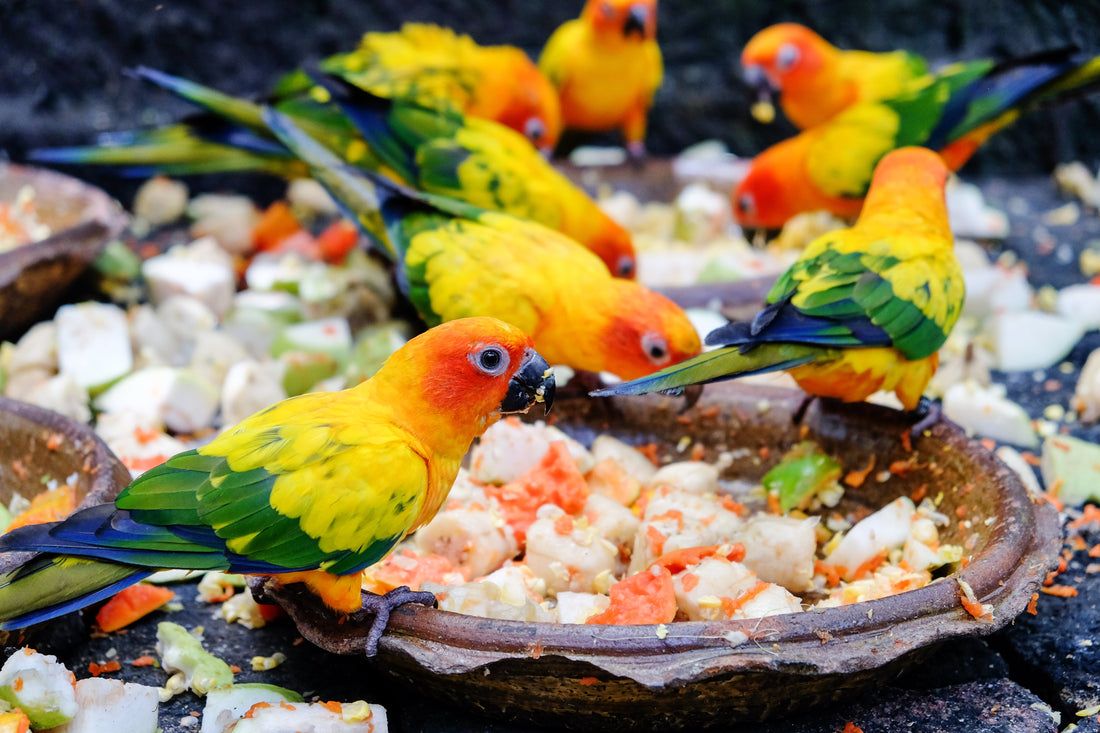 Feeding Your Feathered Friend: The Ultimate Guide to Pet Bird Foods